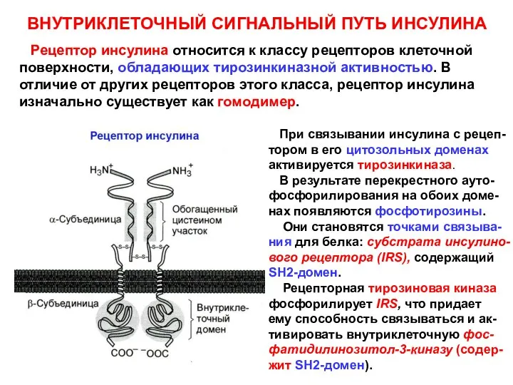 ВНУТРИКЛЕТОЧНЫЙ СИГНАЛЬНЫЙ ПУТЬ ИНСУЛИНА Рецептор инсулина относится к классу рецепторов клеточной