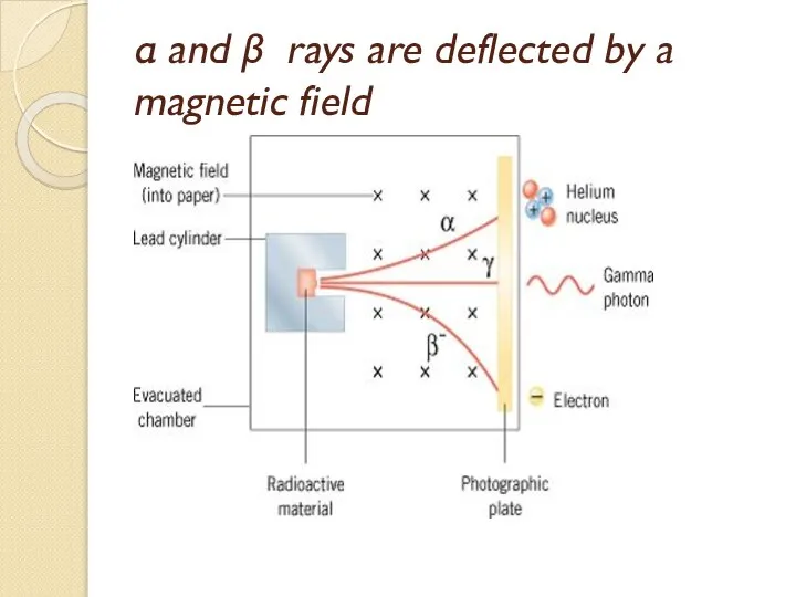 α and β rays are deflected by a magnetic field