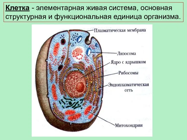 Клетка - элементарная живая система, основная структурная и функциональная единица организма.