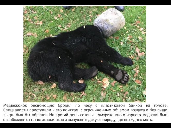Медвежонок беспомощно бродил по лесу с пластиковой банкой на голове. Специалисты