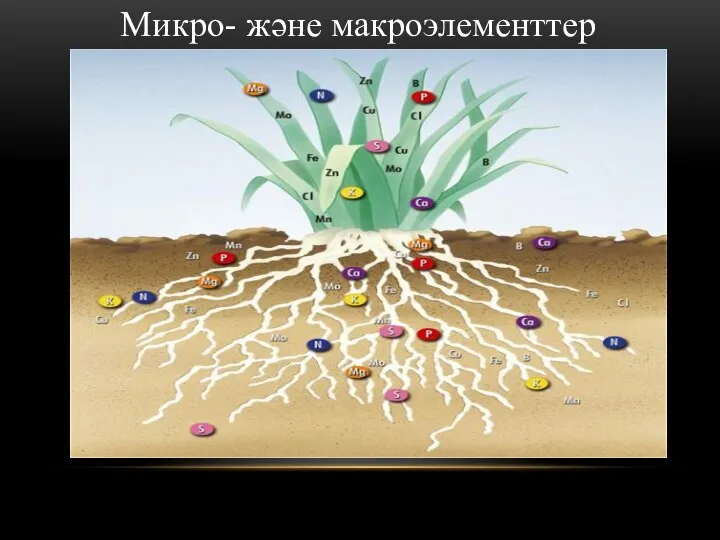 Микро- және макроэлементтер