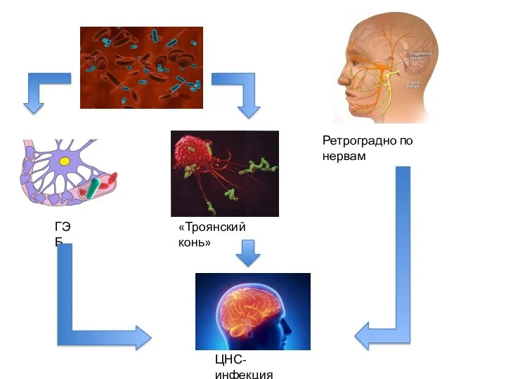 ГЭБ «Троянский конь» Ретроградно по нервам ЦНС-инфекция