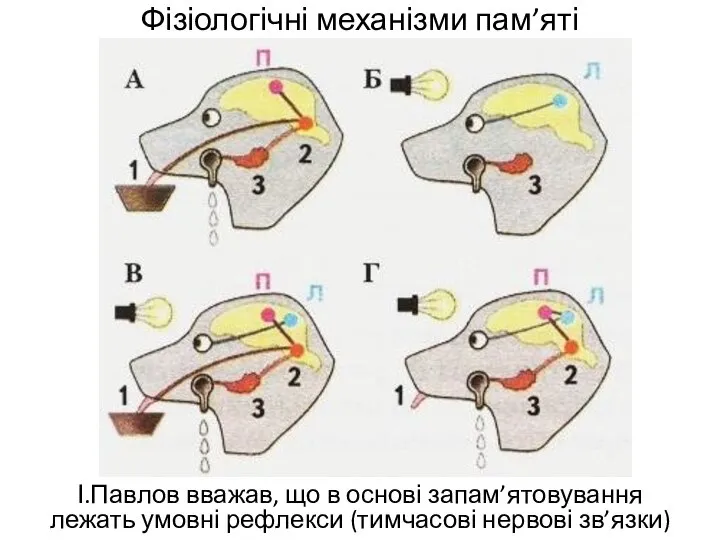 Фізіологічні механізми пам’яті І.Павлов вважав, що в основі запам’ятовування лежать умовні рефлекси (тимчасові нервові зв’язки)