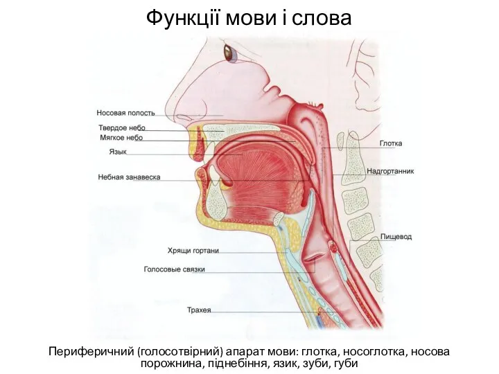 Функції мови і слова Периферичний (голосотвірний) апарат мови: глотка, носоглотка, носова порожнина, піднебіння, язик, зуби, губи