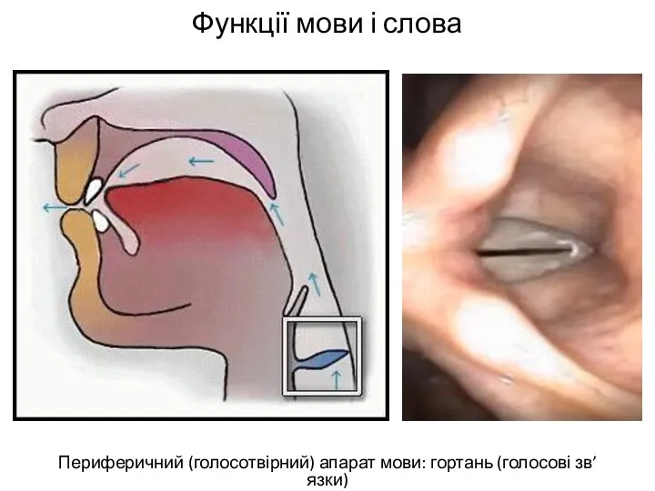 Функції мови і слова Периферичний (голосотвірний) апарат мови: гортань (голосові зв’язки)