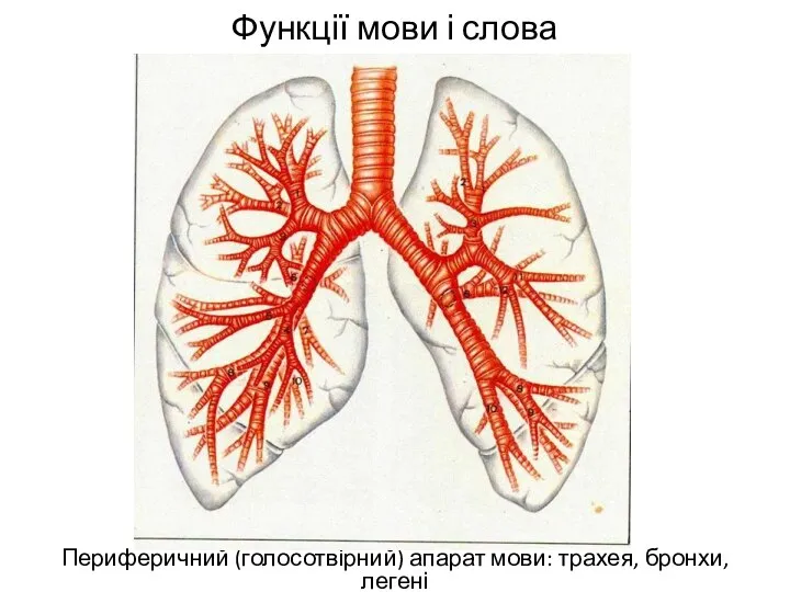 Функції мови і слова Периферичний (голосотвірний) апарат мови: трахея, бронхи, легені