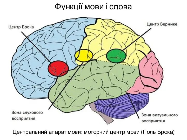 Функції мови і слова Центральний апарат мови: моторний центр мови (Поль Брока)