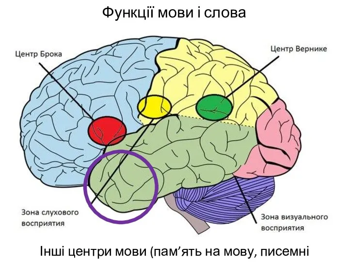 Функції мови і слова Інші центри мови (пам’ять на мову, писемні знаки)