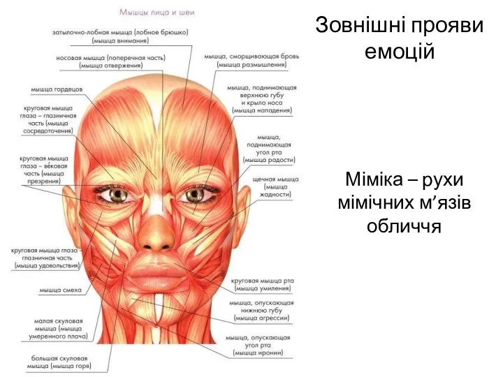 Зовнішні прояви емоцій Міміка – рухи мімічних м’язів обличчя
