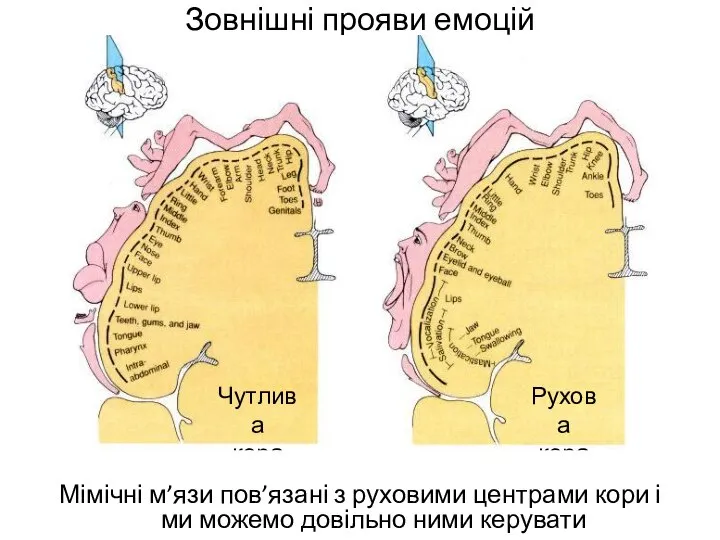 Зовнішні прояви емоцій Мімічні м’язи пов’язані з руховими центрами кори і