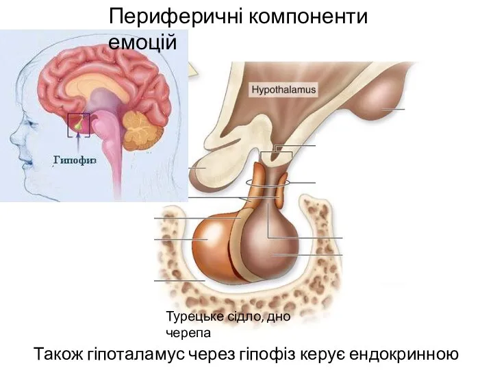 Також гіпоталамус через гіпофіз керує ендокринною системою Турецьке сідло, дно черепа Периферичні компоненти емоцій