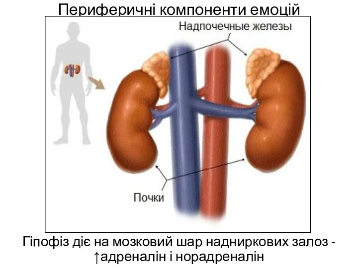 Периферичні компоненти емоцій Гіпофіз діє на мозковий шар надниркових залоз - ↑адреналін і норадреналін