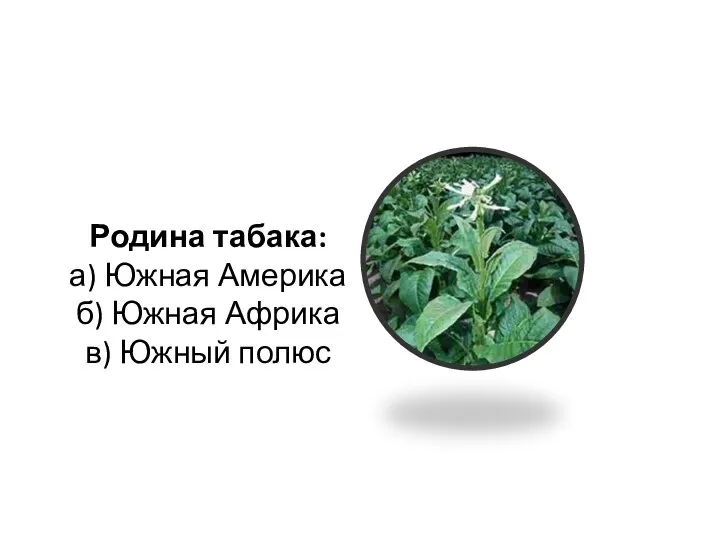 Родина табака: а) Южная Америка б) Южная Африка в) Южный полюс