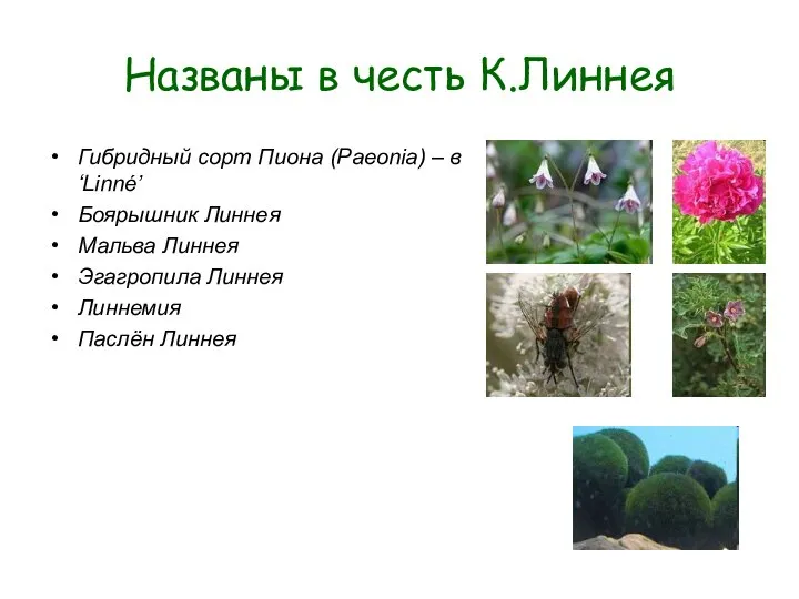 Названы в честь К.Линнея Гибридный сорт Пиона (Paeonia) – в ‘Linné’