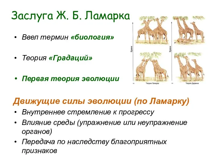 Заслуга Ж. Б. Ламарка Ввел термин «биология» Теория «Градаций» Первая теория