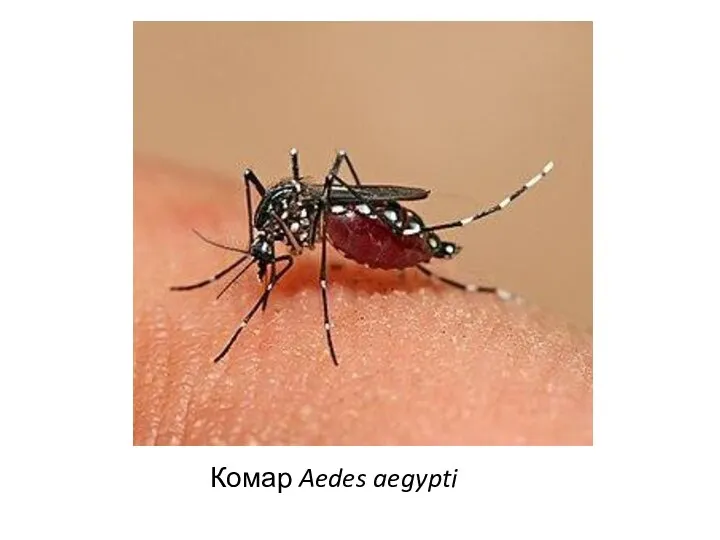 Комар Aedes aegypti