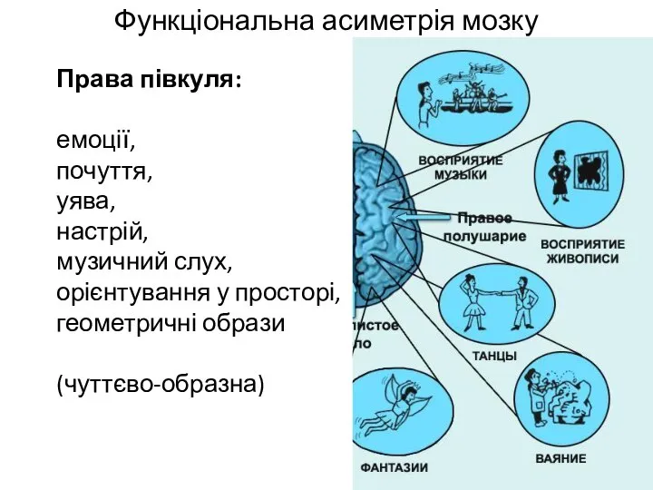 Функціональна асиметрія мозку ц Права півкуля: емоції, почуття, уява, настрій, музичний