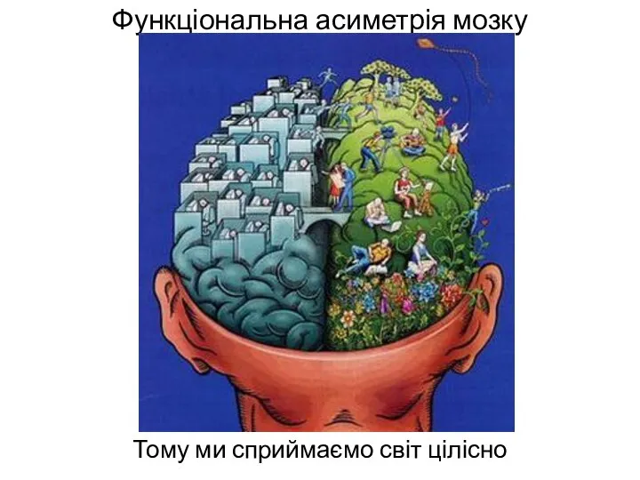 Функціональна асиметрія мозку Тому ми сприймаємо світ цілісно