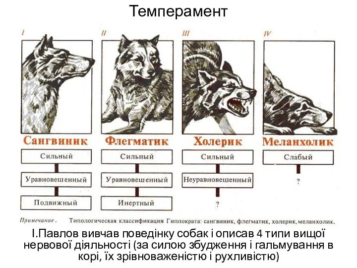 Темперамент І.Павлов вивчав поведінку собак і описав 4 типи вищої нервової