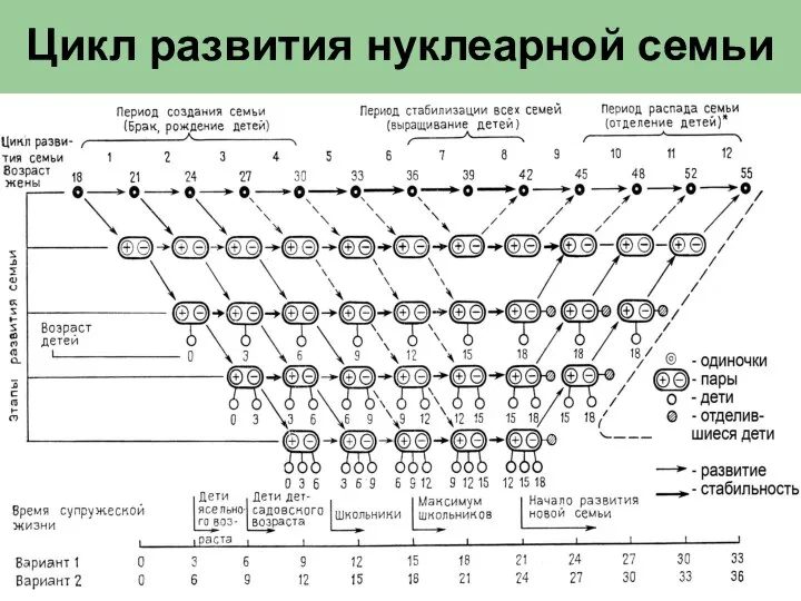 Цикл развития нуклеарной семьи