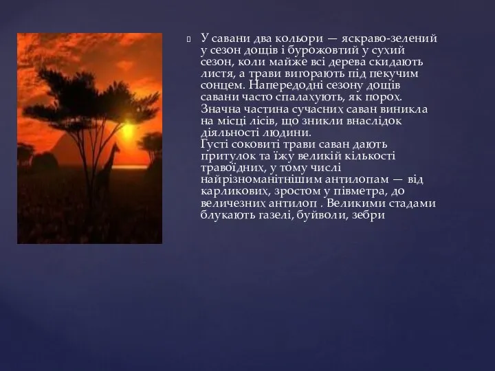 У савани два кольори — яскраво-зелений у сезон дощів і бурожовтий