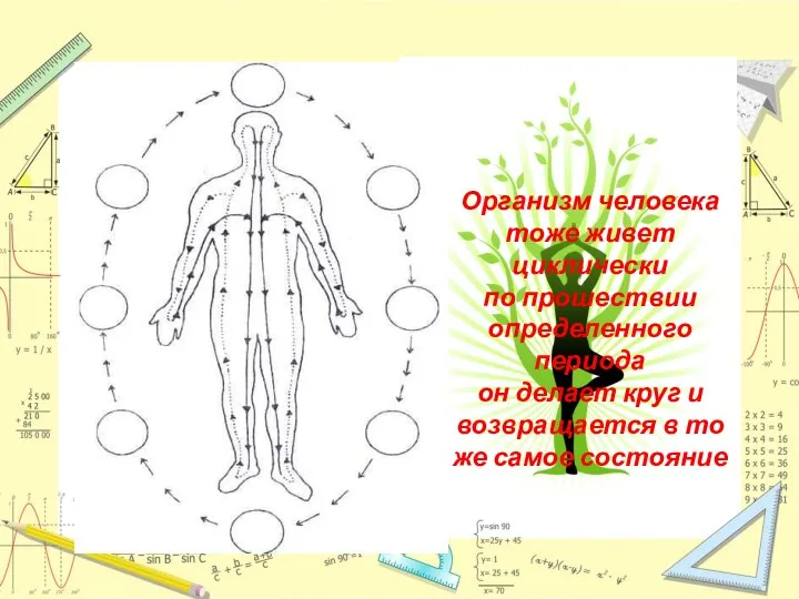 Организм человека тоже живет циклически по прошествии определенного периода он делает