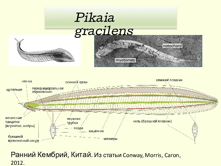 Ранний Кембрий, Китай. Из статьи Conway, Morris, Caron, 2012. Pikaia gracilens