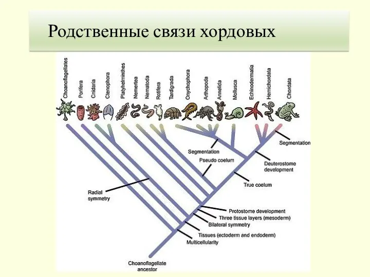 Родственные связи хордовых