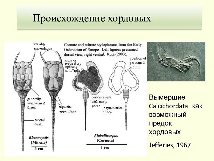 Jefferies, 1967 Происхождение хордовых Вымершие Calcichordata как возможный предок хордовых