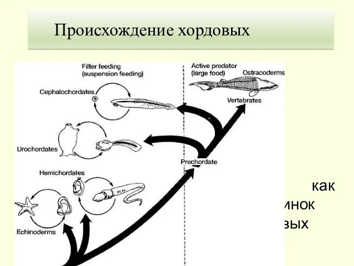 Хордовые как предки личинок Полухордовых (Gastrang, 1928) 1. Теория Гастранга Происхождение хордовых