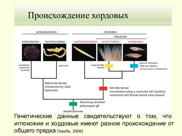 1. Теория Гастранга Происхождение хордовых Генетические данные свидетельствуют о том, что