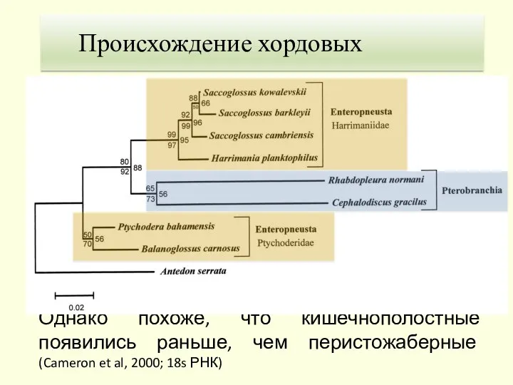 1. Теория Гастранга Происхождение хордовых Однако похоже, что кишечнополостные появились раньше,