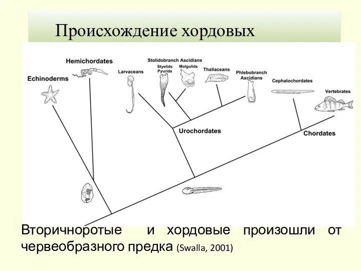 1. Теория Гастранга Происхождение хордовых Вторичноротые и хордовые произошли от червеобразного предка (Swalla, 2001)