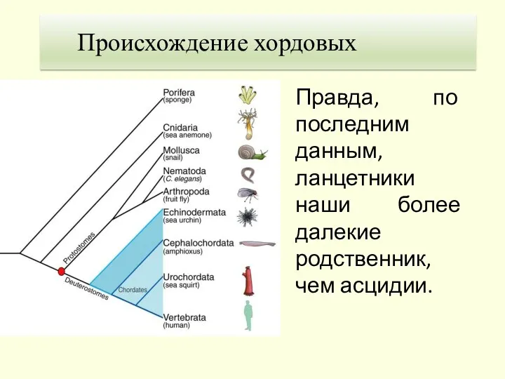 1. Теория Гастранга Происхождение хордовых Правда, по последним данным, ланцетники наши более далекие родственник, чем асцидии.