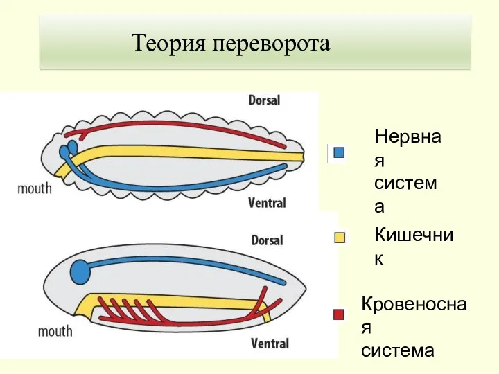 Нервная система Кишечник Кровеносная система 1. Теория Гастранга Теория переворота