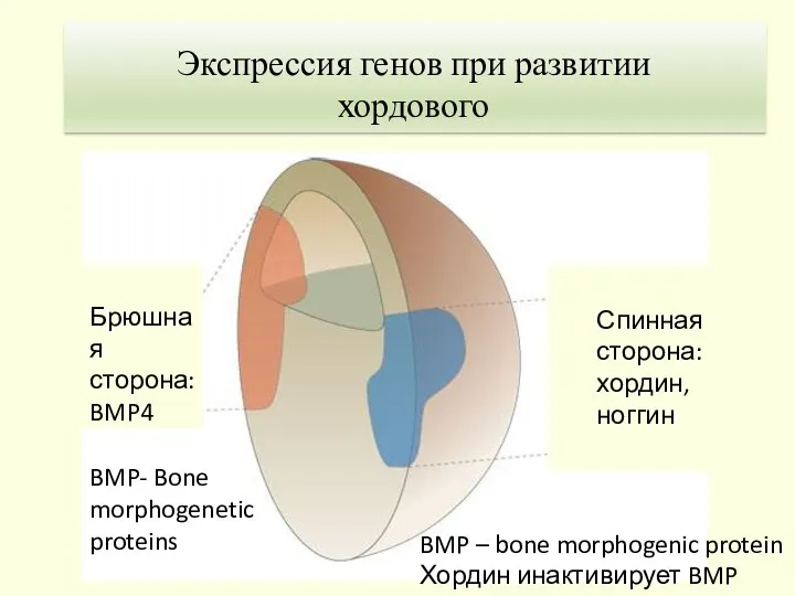 Брюшная сторона: BMP4 Спинная сторона: хордин, ноггин BMP- Bone morphogenetic proteins