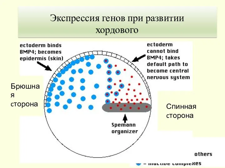 Спинная cторона Брюшная cторона Экспрессия генов при развитии хордового