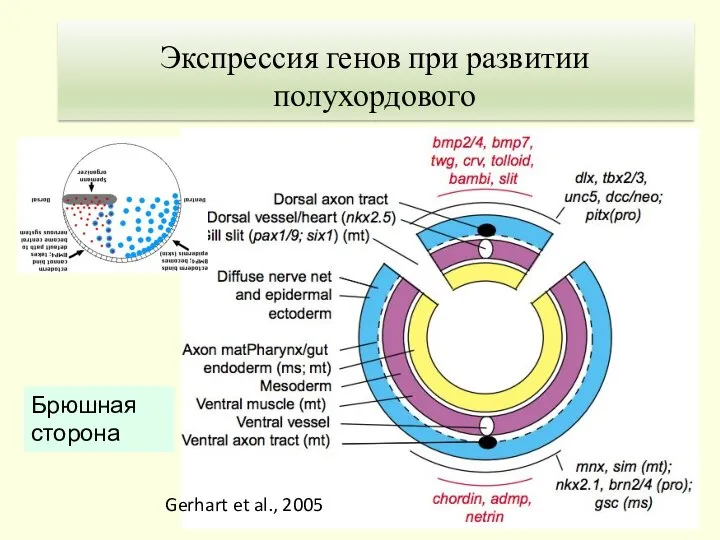 Gerhart et al., 2005 Экспрессия генов при развитии полухордового Брюшная сторона