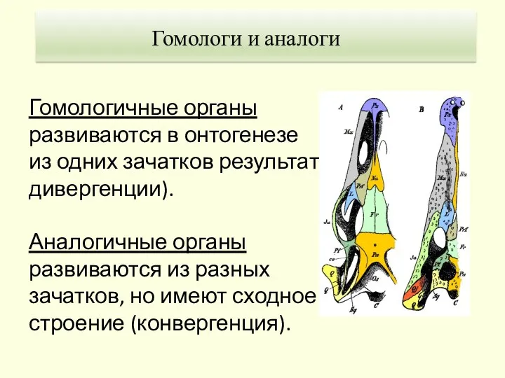 Гомологичные органы развиваются в онтогенезе из одних зачатков результат дивергенции). Аналогичные