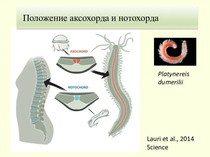 Lauri et al., 2014 Science Platynereis dumerilii 1. Теория Гастранга Положение аксохорда и нотохорда