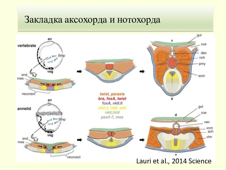Lauri et al., 2014 Science 1. Теория Гастранга Закладка аксохорда и нотохорда