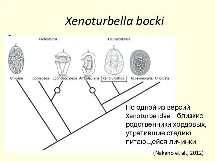 Xenoturbella bocki (Nakano et al., 2012) По одной из версий Xenoturbelidae