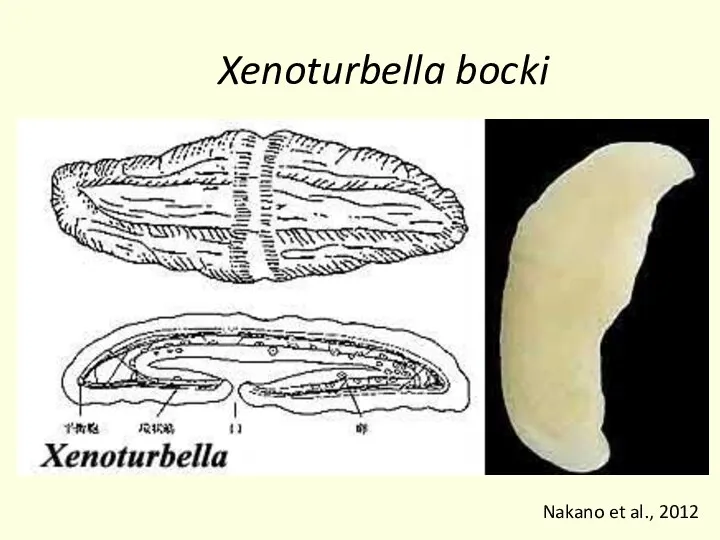 Xenoturbella bocki Nakano et al., 2012