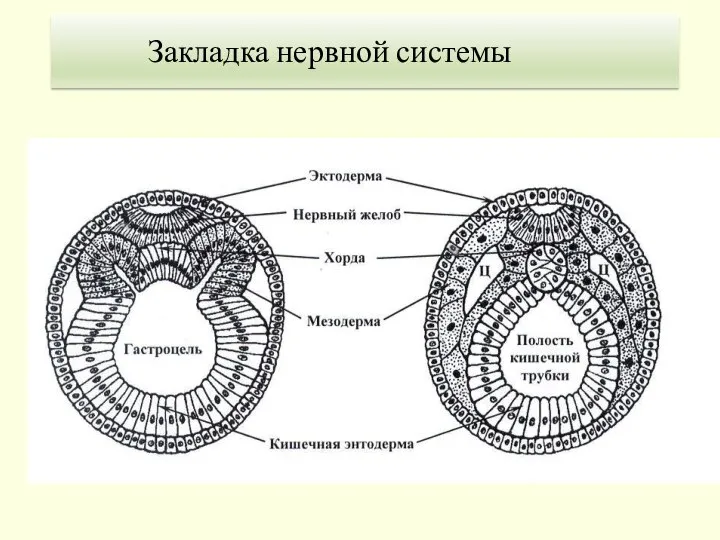 Закладка нервной системы