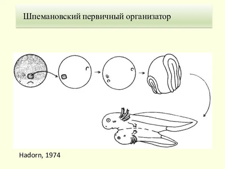 Hadorn, 1974 Шпемановский первичный организатор