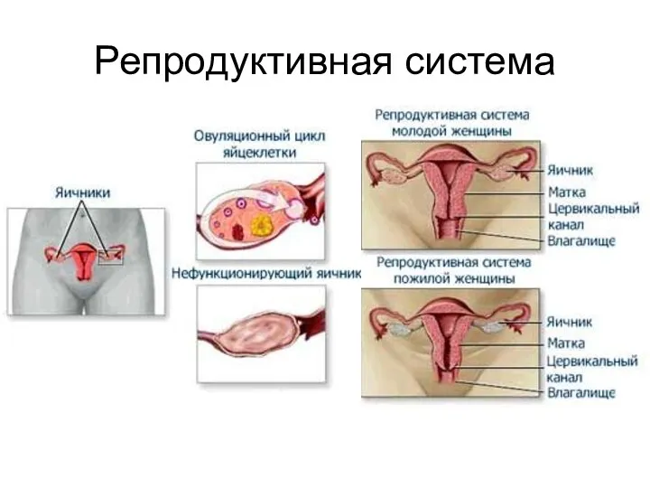 Репродуктивная система