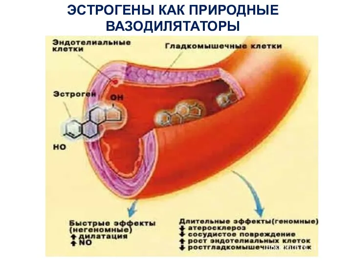 Epstein F.H., 1999 ЭСТРОГЕНЫ КАК ПРИРОДНЫЕ ВАЗОДИЛЯТАТОРЫ