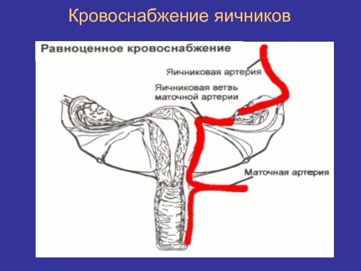 Кровоснабжение яичников