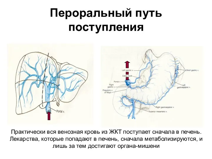 Пероральный путь поступления Практически вся венозная кровь из ЖКТ поступает сначала