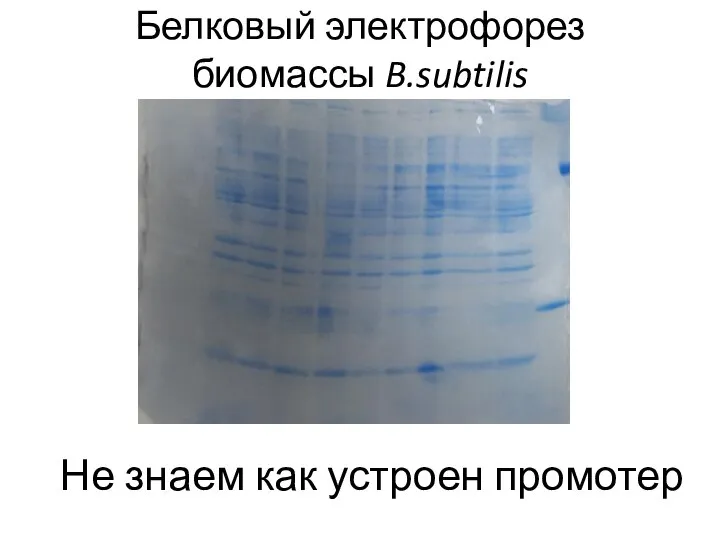 Белковый электрофорез биомассы B.subtilis Не знаем как устроен промотер